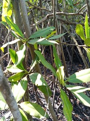 Rhizophora mangle