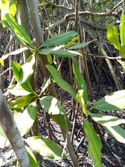 Rhizophora mangle