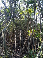 Rhizophora mangle