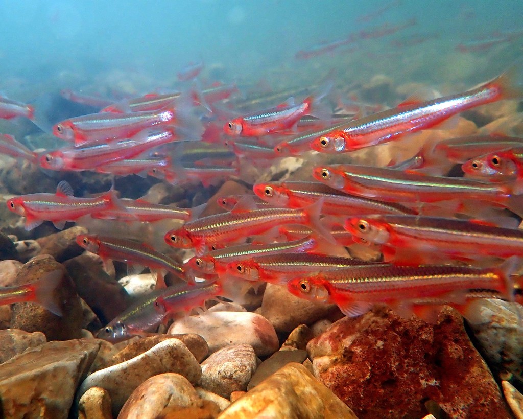 Carmine Shiner (SD Fish Passage Guide ) · iNaturalist