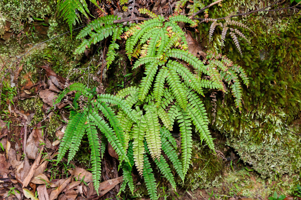 Maidenhair fern