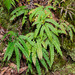Forest Maidenhair Fern - Photo (c) Craig Robbins, some rights reserved (CC BY-NC), uploaded by Craig Robbins