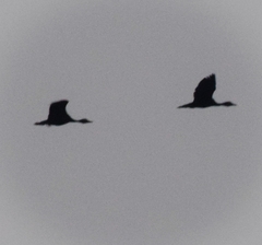 Dendrocygna autumnalis