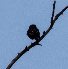 Myiodynastes luteiventris