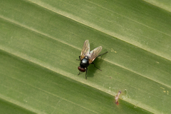 Hydrotaea chalcogaster