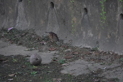 Ixobrychus eurhythmus