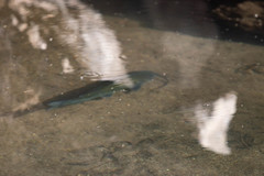 Ictalurus punctatus