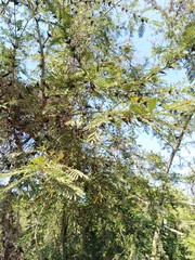 Vachellia cornigera