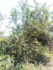Vachellia cornigera