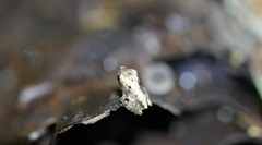 Leptodactylus validus