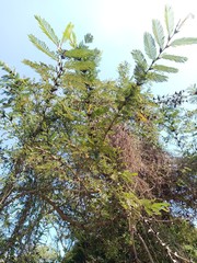 Vachellia cornigera