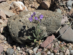 Phacelia crenulata ambigua