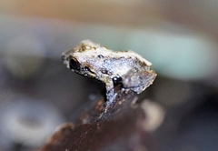 Leptodactylus validus