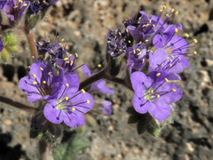 Phacelia crenulata ambigua