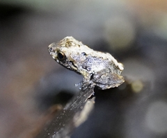 Leptodactylus validus