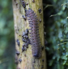 Pyrgodesmidae