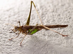 Insara phthisica