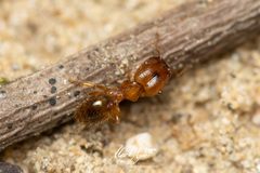 Pheidole rugosula
