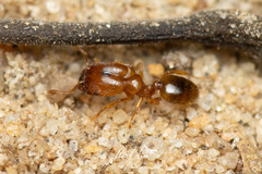 Pheidole rugosula