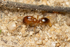 Pheidole rugosula