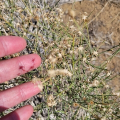 Baccharis brachyphylla