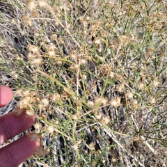 Baccharis brachyphylla