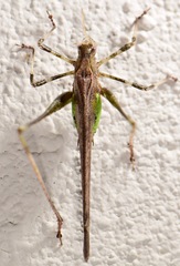 Insara phthisica