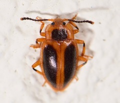 Epipocinae