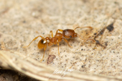 Pheidole rugosula