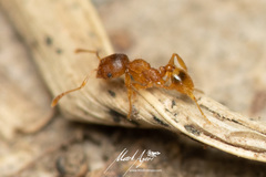 Pheidole rugosula
