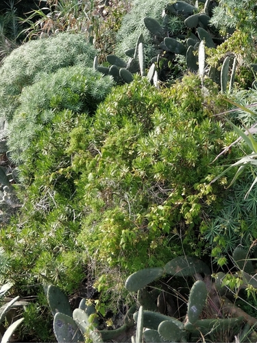 Willow-leaved Globe Flower