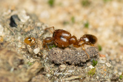 Pheidole rugosula