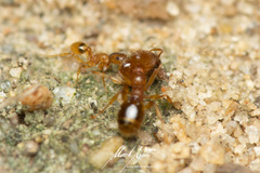 Pheidole rugosula