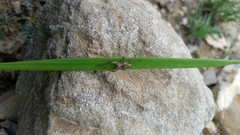 Oxyopes lineatus