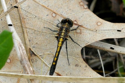 Dot-tailed Whiteface