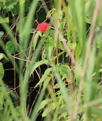 Pentas (Pentas bussei)