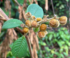 Dilleniaceae