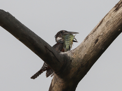 Simochromis diagramma