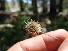 Geum macrophyllum perincisum