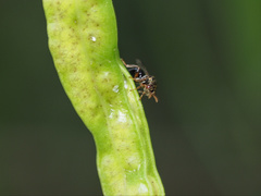 Stigmeurytoma eucalypti