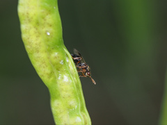 Stigmeurytoma eucalypti