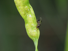 Stigmeurytoma eucalypti
