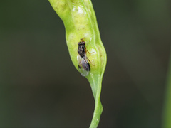 Stigmeurytoma eucalypti