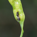 Stigmeurytoma eucalypti - Photo (c) Dan Blamey, alguns direitos reservados (CC BY-NC), uploaded by Dan Blamey