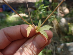 Geum macrophyllum perincisum