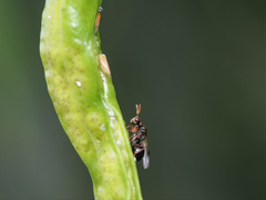 Stigmeurytoma eucalypti