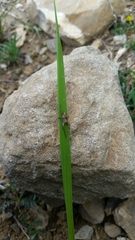 Oxyopes lineatus