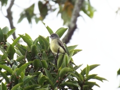 Phyllomyias griseiceps