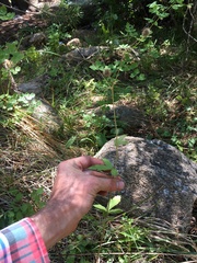 Geum macrophyllum perincisum