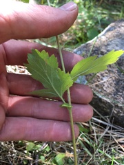 Geum macrophyllum perincisum